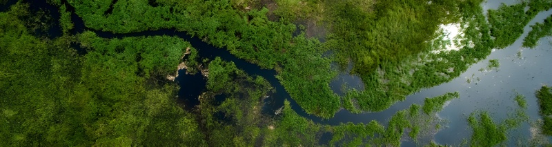 باتلاق مرکزی کنگو (Cuvette Centrale Peatlands)؛ انبار عظیم کربن