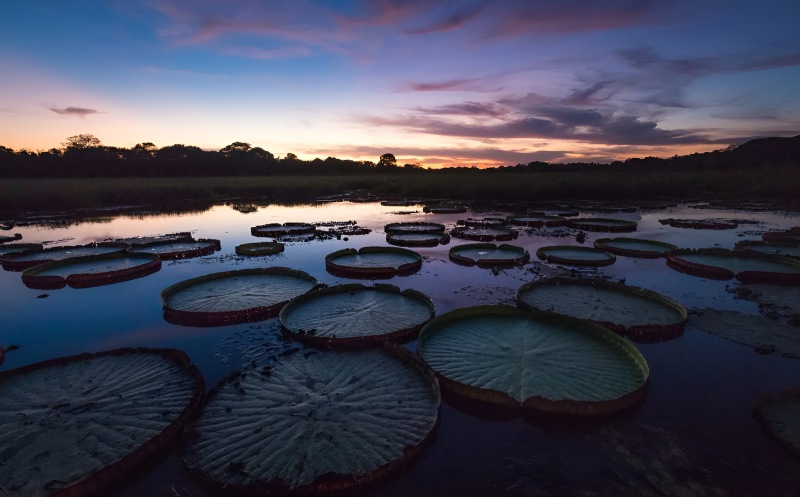 پانتانال (Pantanal)؛ بزرگ‌ ترین تالاب گرمسیری جهان