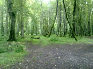 پارک جنگلی نور در شهرستان نور مازندران؛ بهشتی سرسبز در شمال ایران