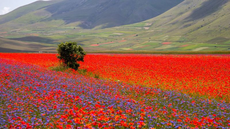 راز رنگ های شگفت انگیز دشت های کاستلوچیو